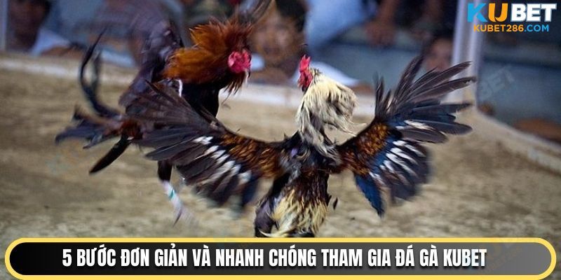 5 bước đơn giản và nhanh chóng tham gia đá gà KUBET