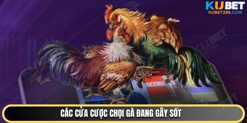 Các cửa cược chọi gà đang gây sốt