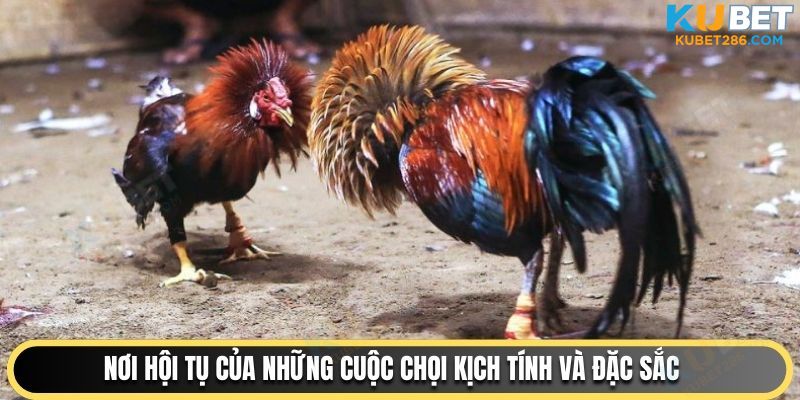 Nơi hội tụ của những cuộc chọi kịch tính và đặc sắc