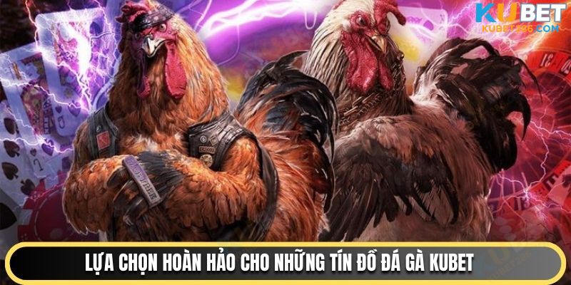 Lựa chọn hoàn hảo cho những tín đồ đá gà KUBET